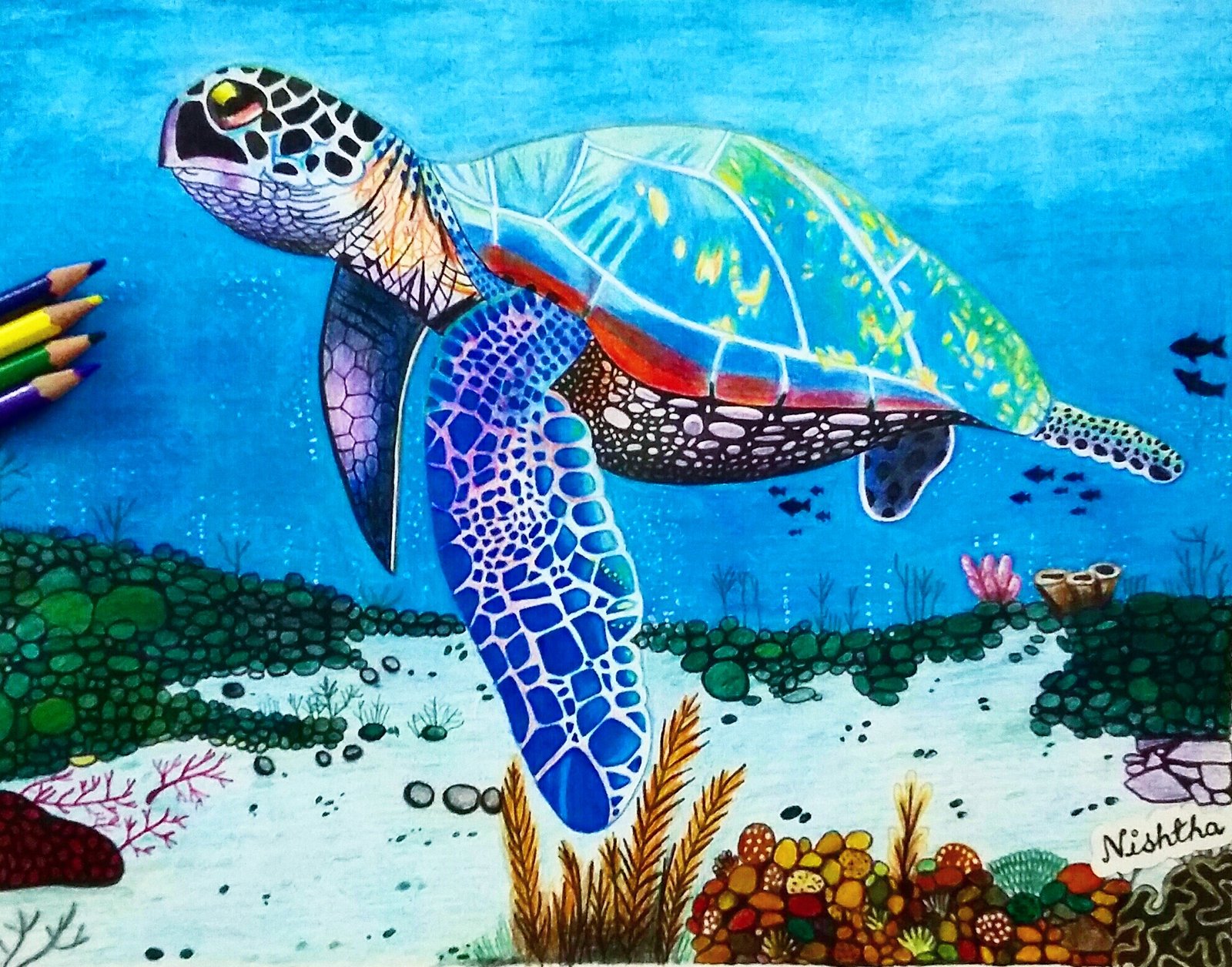 Sea turtle